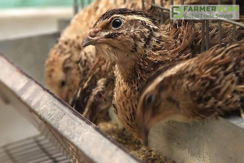 Интервью с практиком: разведение перепелов