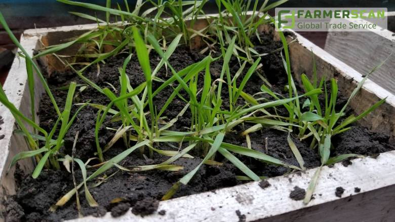 Состояние озимых: методы оценки перезимовки