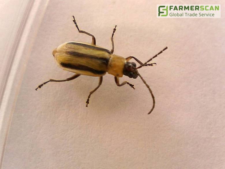 Действенные методы борьбы с западным кукурузным жуком