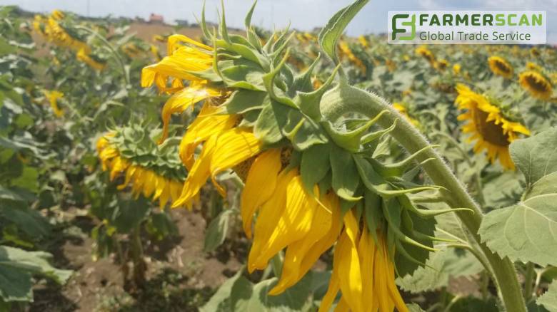 Какую технологию выращивания подсолнечника выбрать – традиционную, Клеарфилд или Экспресс? Какую технологию выращивания подсолнечника выбрать – традиционную, Клеарфилд или Экспресс?