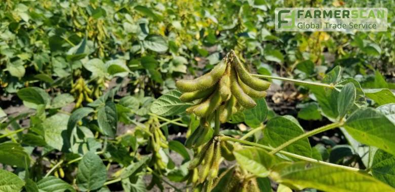 Готовь сани летом: об экспорте зерновых и фитосанитарных требованиях к продукции Готовь сани летом: об экспорте зерновых и фитосанитарных требованиях к продукции