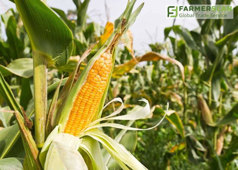 Что нужно учесть, выбирая гибрид кукурузы