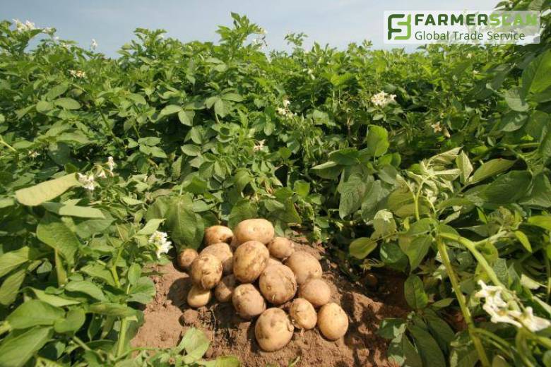 Фунгицидная защита картофеля при посадке может спасти 40% урожая Фунгицидная защита картофеля при посадке может спасти 40% урожая