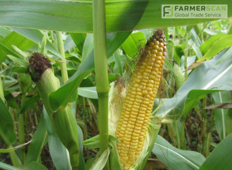 Какой гибрид кукурузы выбрать для условий Центральной Украины. Рекомендации производителей Какой гибрид кукурузы выбрать для условий Центральной Украины. Рекомендации производителей