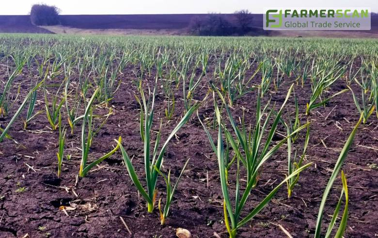 Ajo de invierno: recomendaciones para la fertilización en primavera Ajo de invierno: recomendaciones para la fertilización en primavera