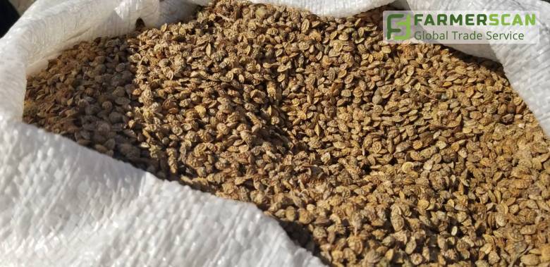 Эспарцет: 10 вопросов специалисту Эспарцет: 10 вопросов специалисту