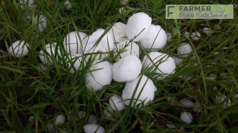 Аграрии западных областей вынуждены пересевать поля после непогоды Аграрии западных областей вынуждены пересевать поля после непогоды