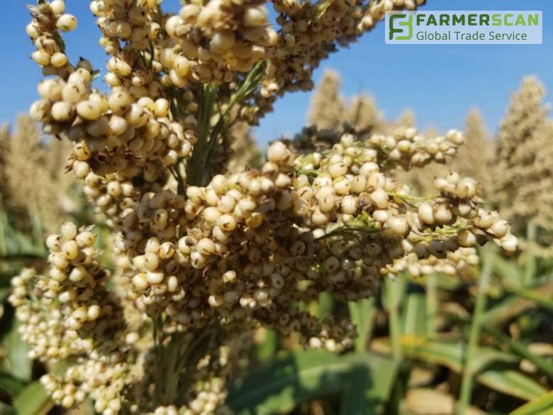 Какие гербициды защитят зерновое сорго Какие гербициды защитят зерновое сорго