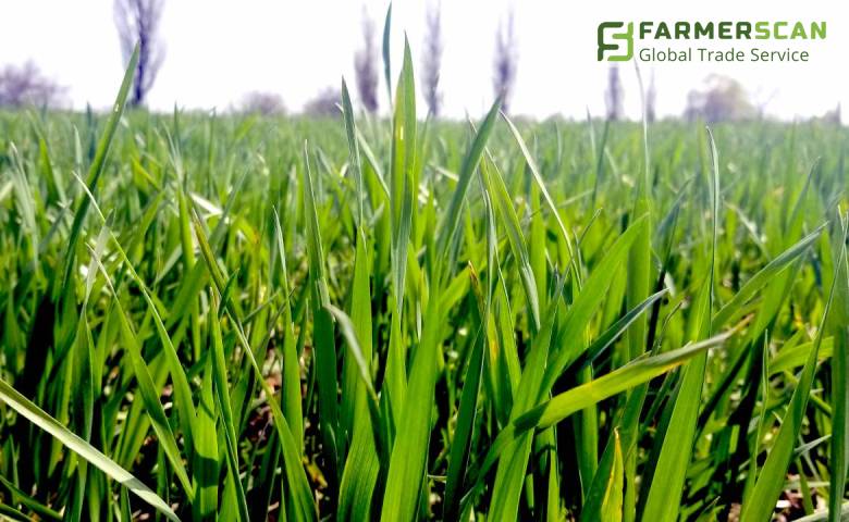 Фитосанитарное состояние посевов: какие болезни уже обнаружено