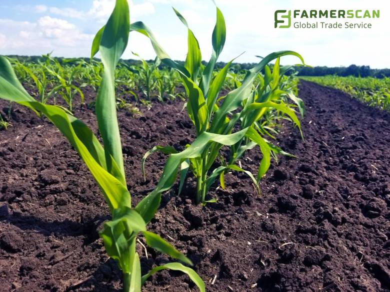 Cómo contar las hojas del maíz