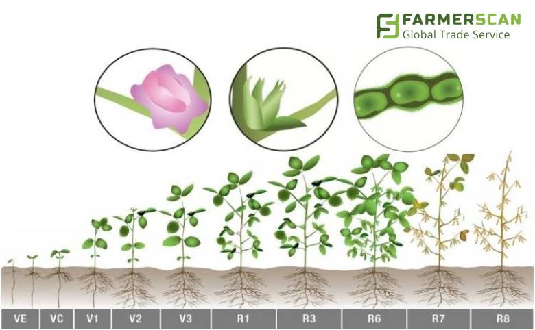 Фазы развития сои: описание и потребности растения Фазы развития сои: описание и потребности растения