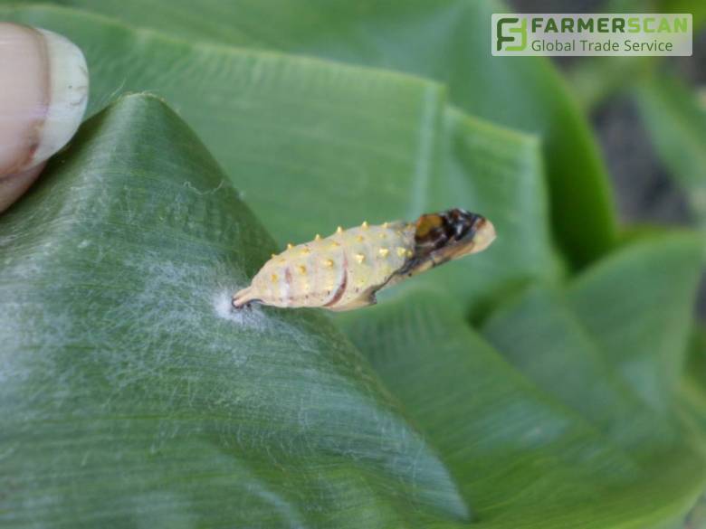 Репейница – кто она такая, какие культуры любит и чего боится Репейница – кто она такая, какие культуры любит и чего боится
