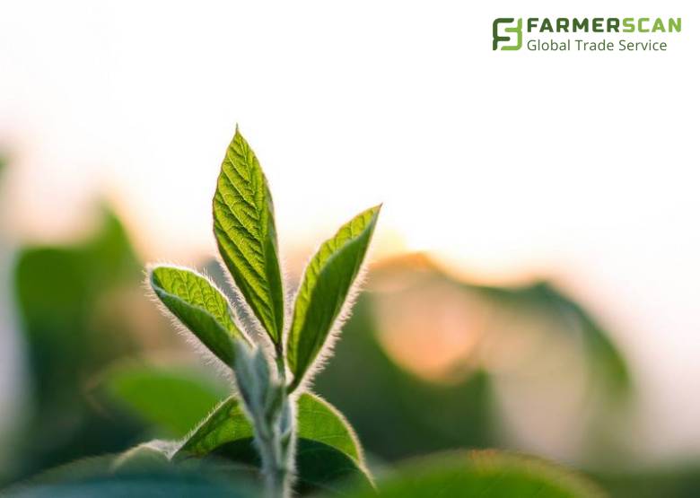 Паутинный клещ: признаки поражения сои и средства защиты Паутинный клещ: признаки поражения сои и средства защиты